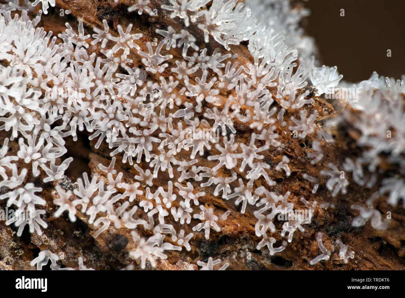 Myxomycète corail (Ceratiomyxa fruticulosa), sur le bois mort, les Pays-Bas, le nord de l'Allemagne Banque D'Images