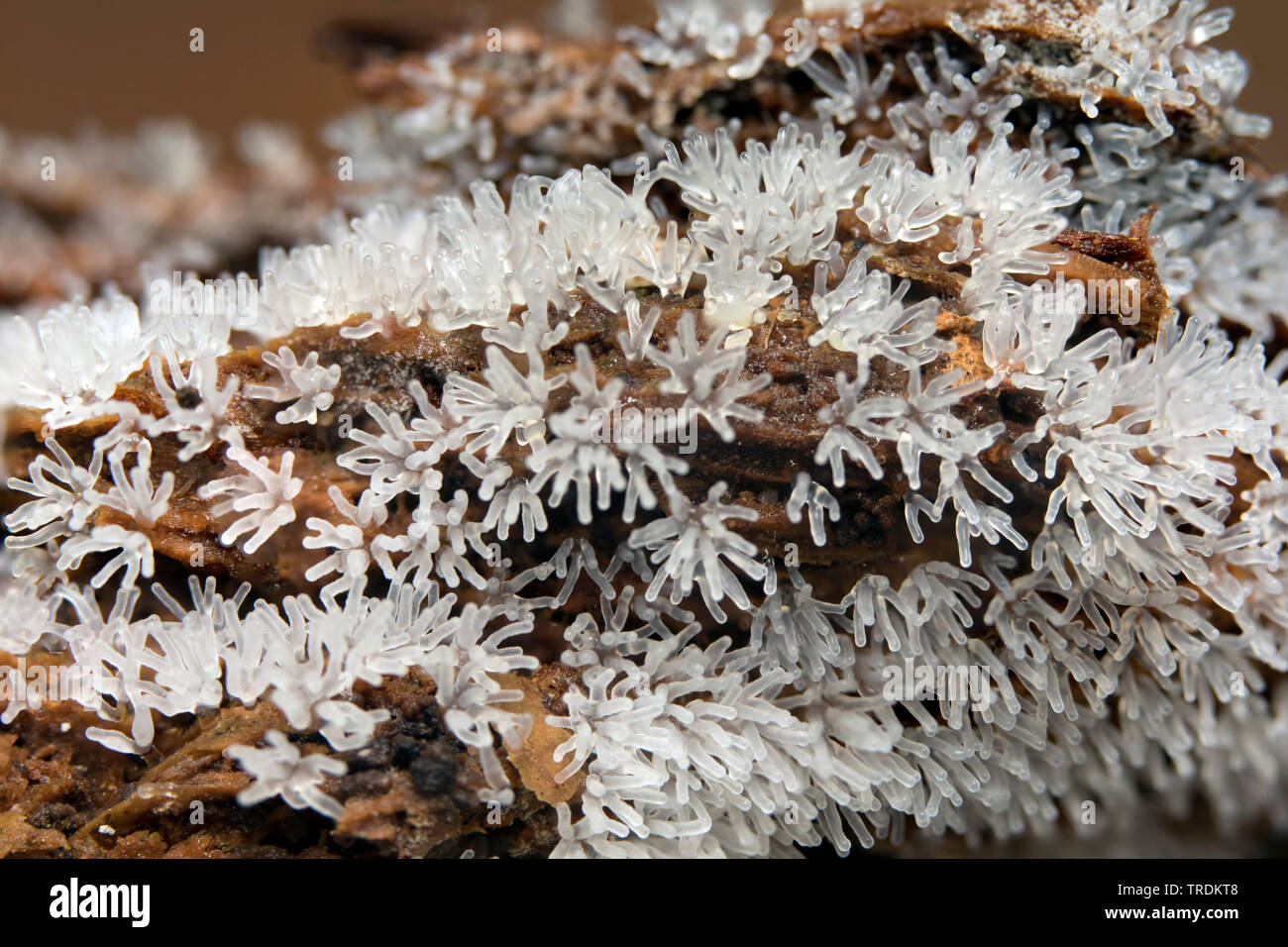 Myxomycète corail (Ceratiomyxa fruticulosa), sur le bois mort, les Pays-Bas, le nord de l'Allemagne Banque D'Images
