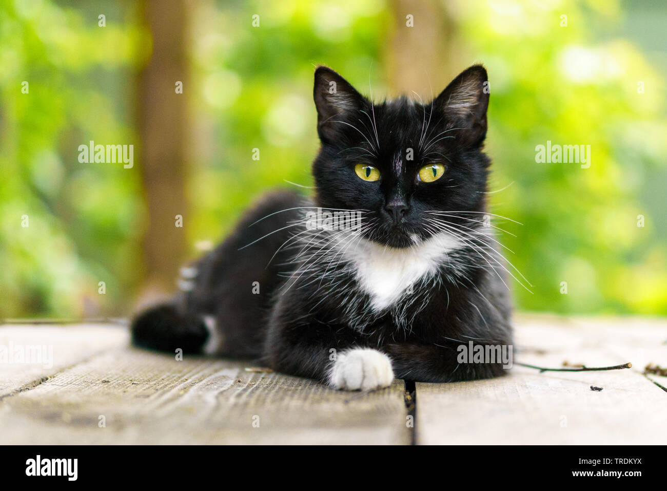 Chat Noir Et Blanc Yeux Verts Banque De Photographies Et D Images A Haute Resolution Alamy