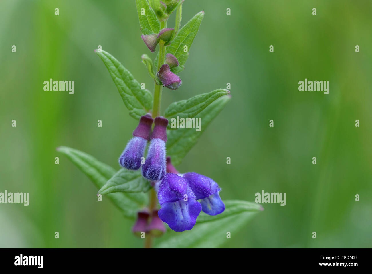 Scutellaire commune, marsh calotte, calotte, scutellaire (Scutellaria galericulata à capuchon), la floraison, l'Allemagne, la Bavière Banque D'Images