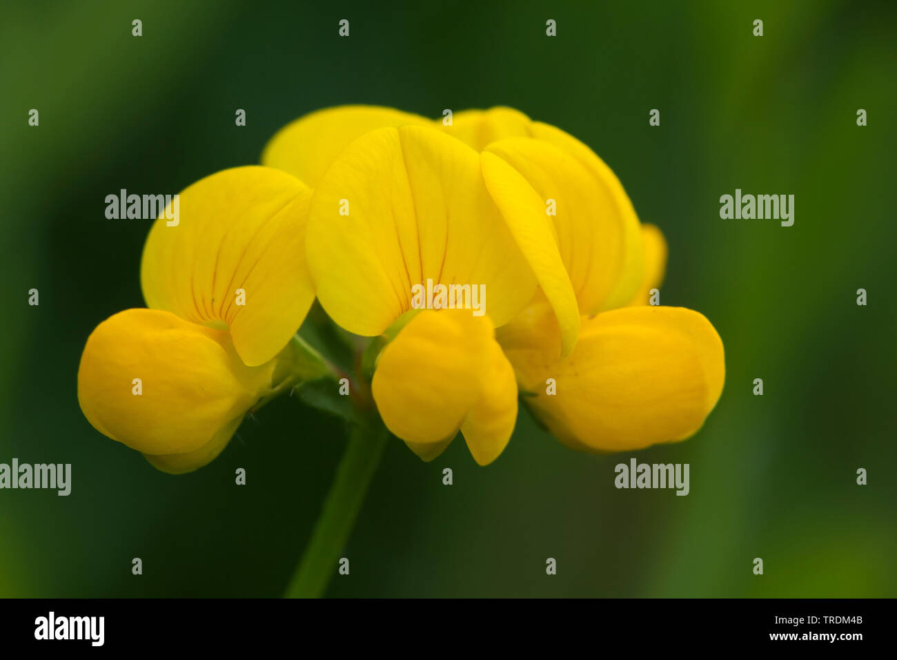 Politique Le lotier (Lotus corniculatus), inflorescence, Germany Banque D'Images