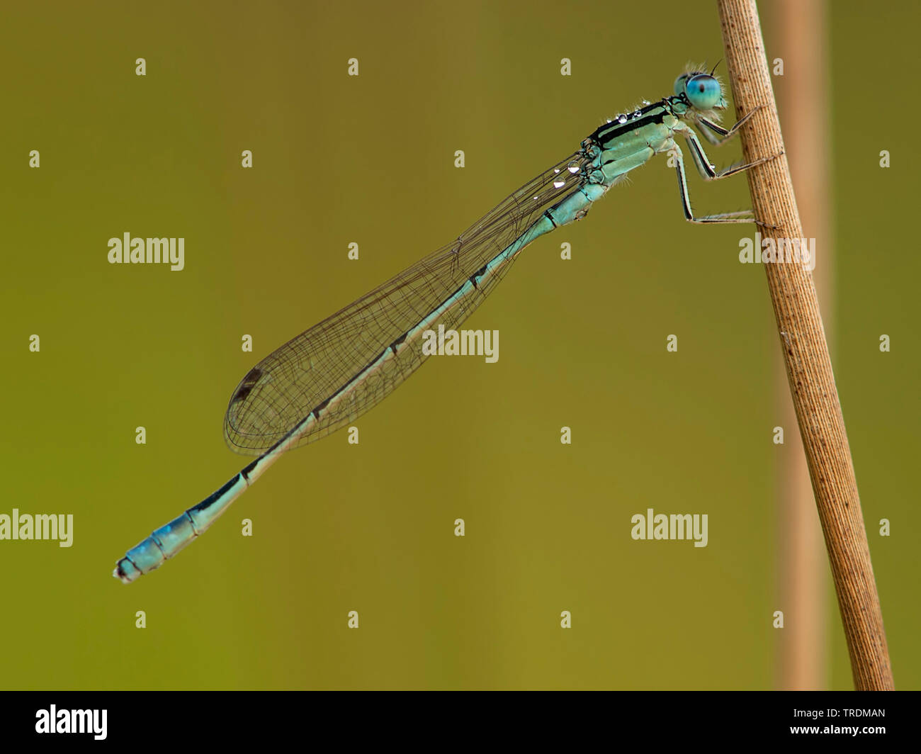 Swamp bluet (Africallagma glaucum), homme, Afrique du Sud, Mpumalanga Photo  Stock - Alamy