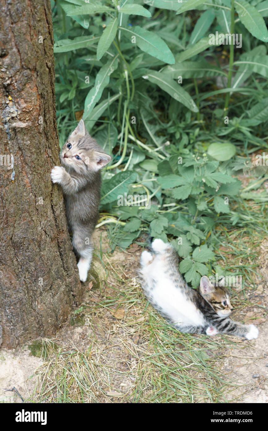 Jeune chaton essaie de grimper à un arbre Banque D'Images