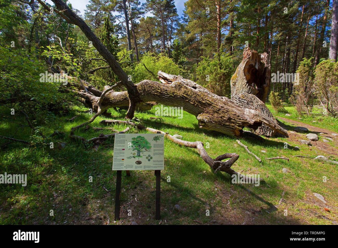 Le bois mort dans la nature réserver Trollskogen avec info sign, Sweden, Oeland Banque D'Images