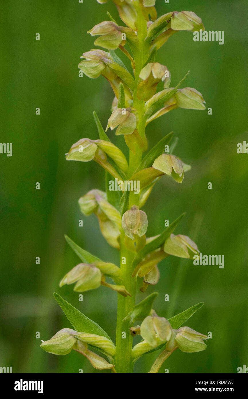 Orchidée grenouille (Coeloglossum viride), inflorescence, Allemagne, Bavière, Murnauer Moos Banque D'Images