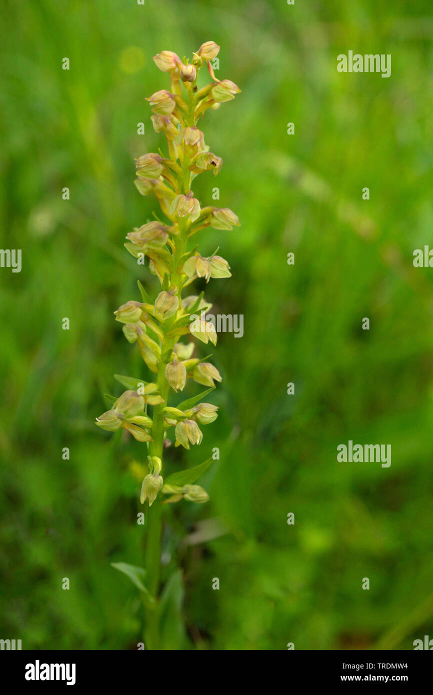 Orchidée grenouille (Coeloglossum viride), inflorescence, Allemagne, Bavière, Murnauer Moos Banque D'Images