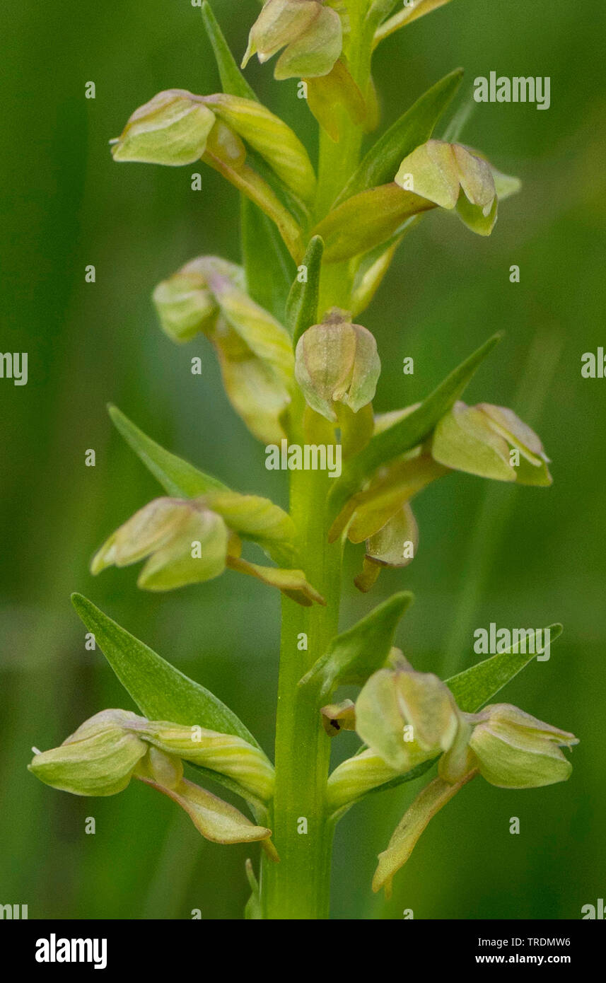 Orchidée grenouille (Coeloglossum viride), inflorescence, Allemagne, Bavière, Murnauer Moos Banque D'Images