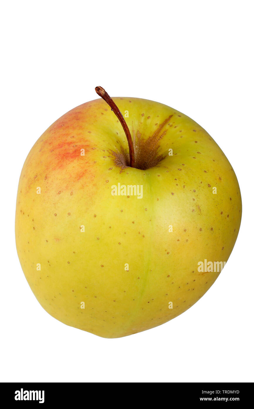 Apple (Malus domestica 'Golden Delicious', Malus domestica Golden Delicious), apple du cultivar Golden Delicious Banque D'Images