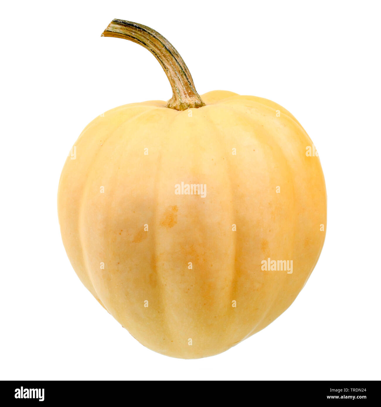 Courges d'hiver (Cucurbita maxima Acorn 'crème de la crème', Cucurbita maxima Acorn crème de la récolte), le cultivar Acorn crème de la récolte, Bundesrepublik Deutschland Banque D'Images
