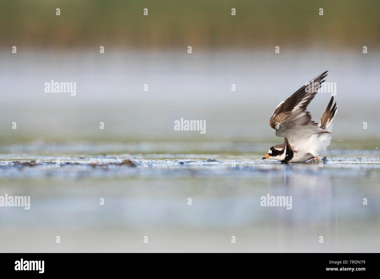 Ringed Plover (Charadrius hiaticula), atterrissage en catastrophe d'un homme adulte en mer des Wadden, Allemagne Banque D'Images