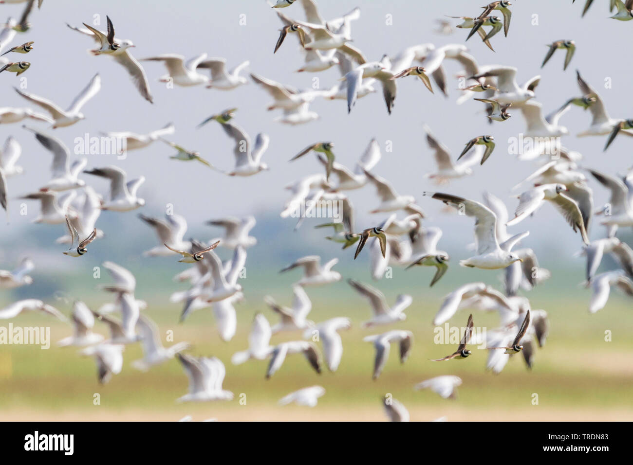 Ringed Plover (Charadrius hiaticula), flying flock, Allemagne Banque D'Images