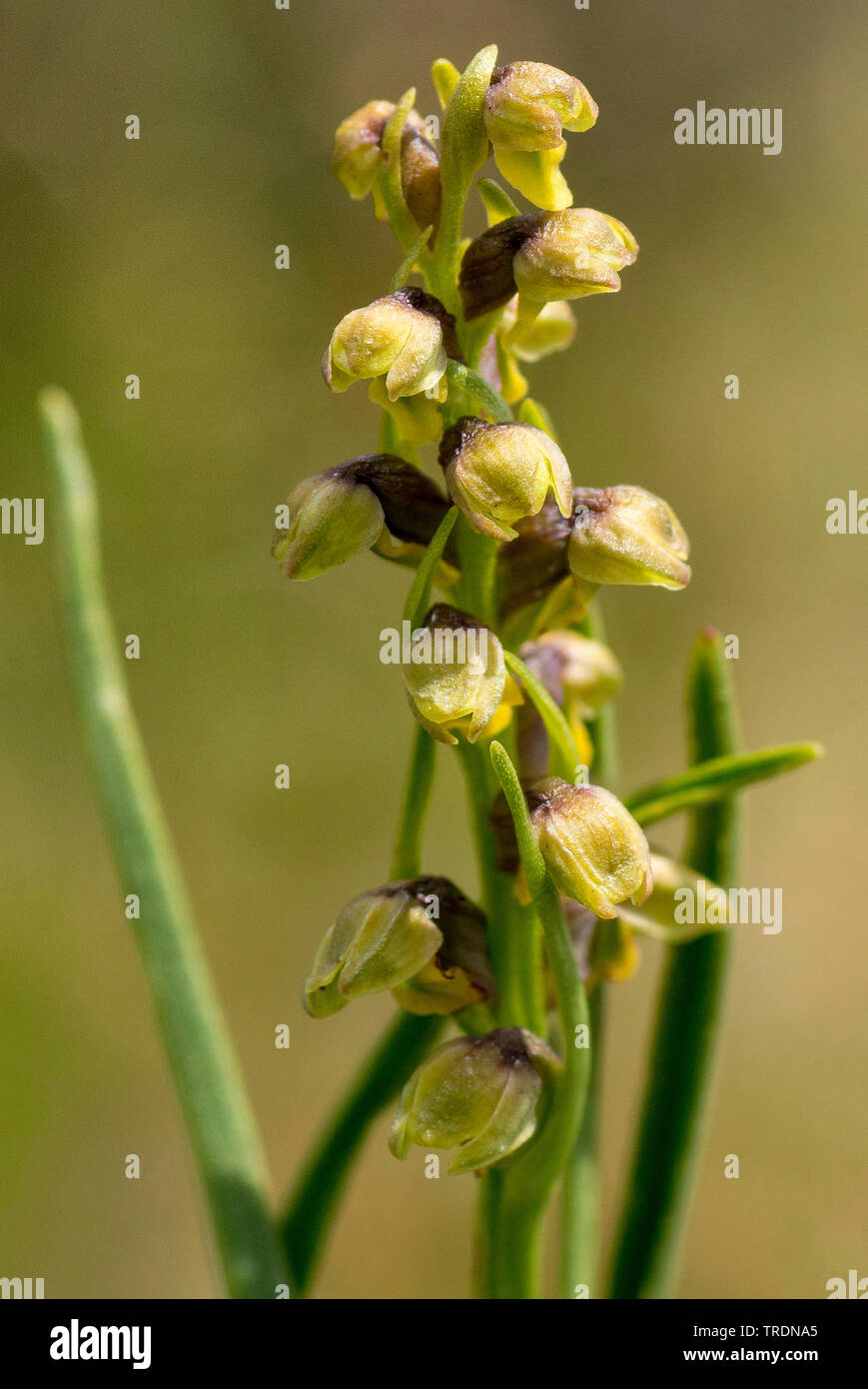 Orchidée grenouille (Coeloglossum viride), inflorescence, Autriche, Tyrol, Lechtaler Alpen Banque D'Images