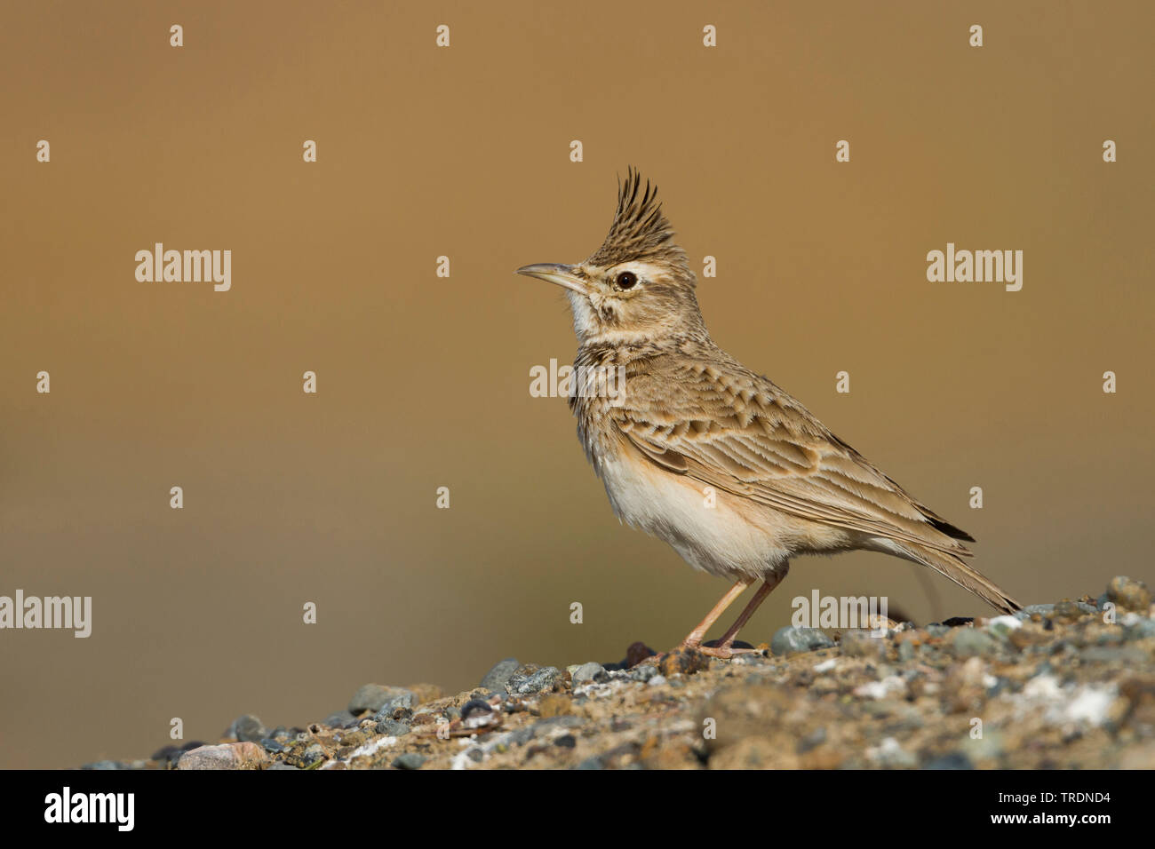 Morrocan crested lark (Galerida cristata kleinschmidti, Galerida kleinschmidti), assis sur le sol, Maroc Banque D'Images