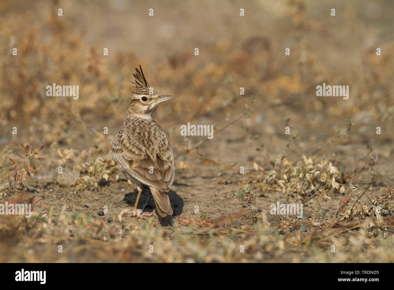 Morrocan crested lark (Galerida cristata kleinschmidti, Galerida kleinschmidti), assis sur le sol, Maroc Banque D'Images