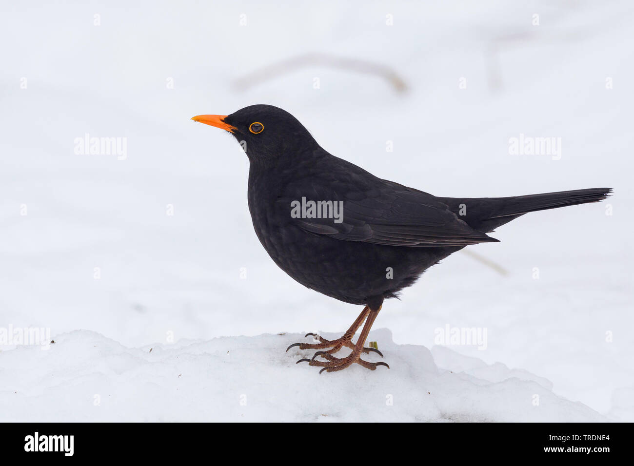 Blackbird (Turdus merula), homme en hiver dans la neige, Allemagne Banque D'Images