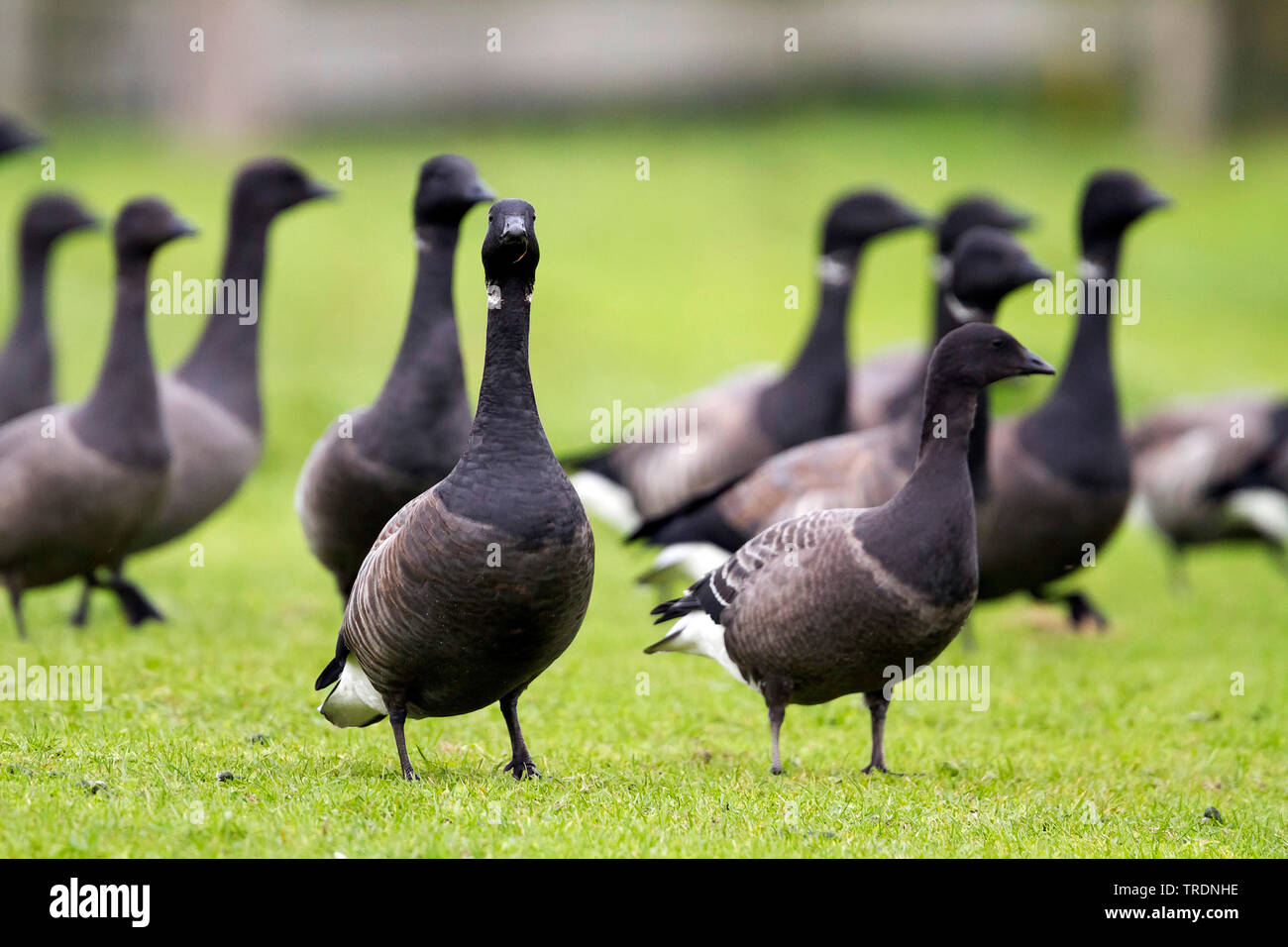 La Bernache cravant (Branta bernicla bernicla, Branta bernicla), sur une prairie avec une année vieille personne, Allemagne Banque D'Images