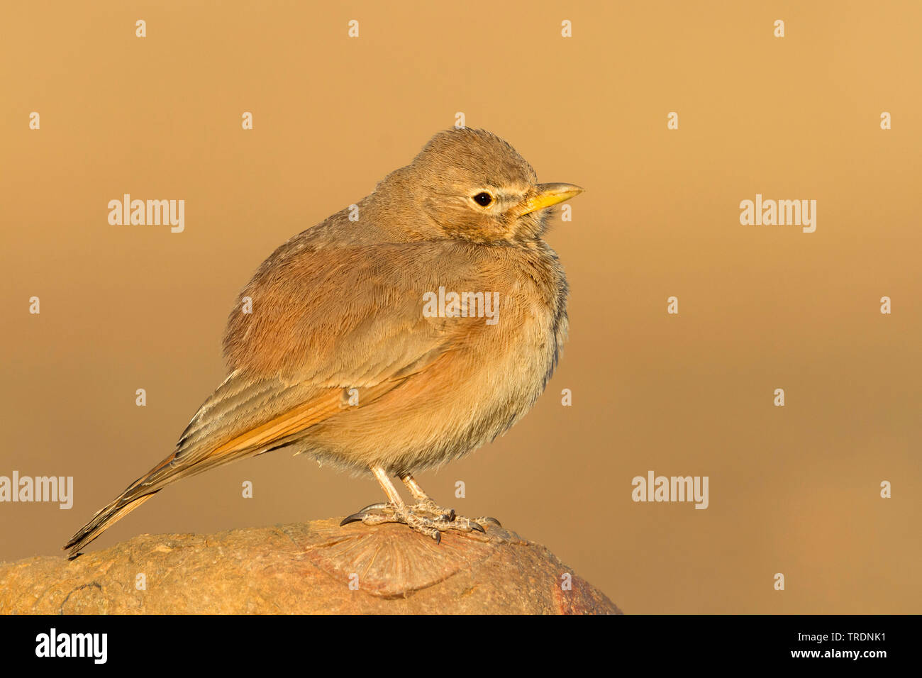 Le sud du désert marocain, Lark (Ammomanes deserti payni, Ammomanes payni), assis sur une pierre, au Maroc Banque D'Images