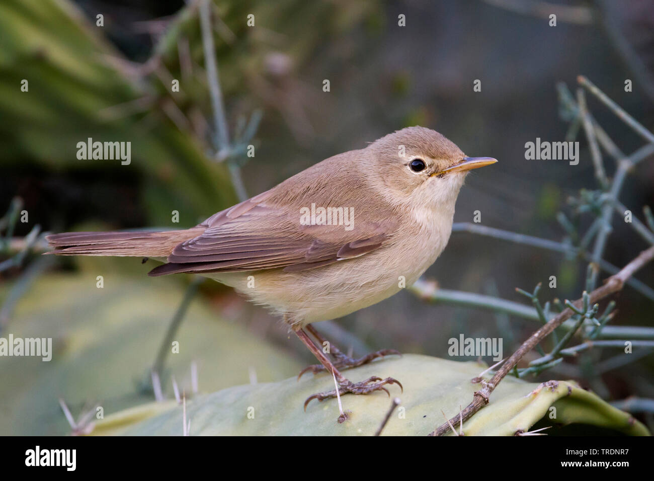 Eastern Olivaceous warbler (Iduna pallida reiseri reiseri, Iduna, Hippolais pallida reiseri reiseri, Acrocephalus pallidus), assis sur une pierre, au Maroc Banque D'Images