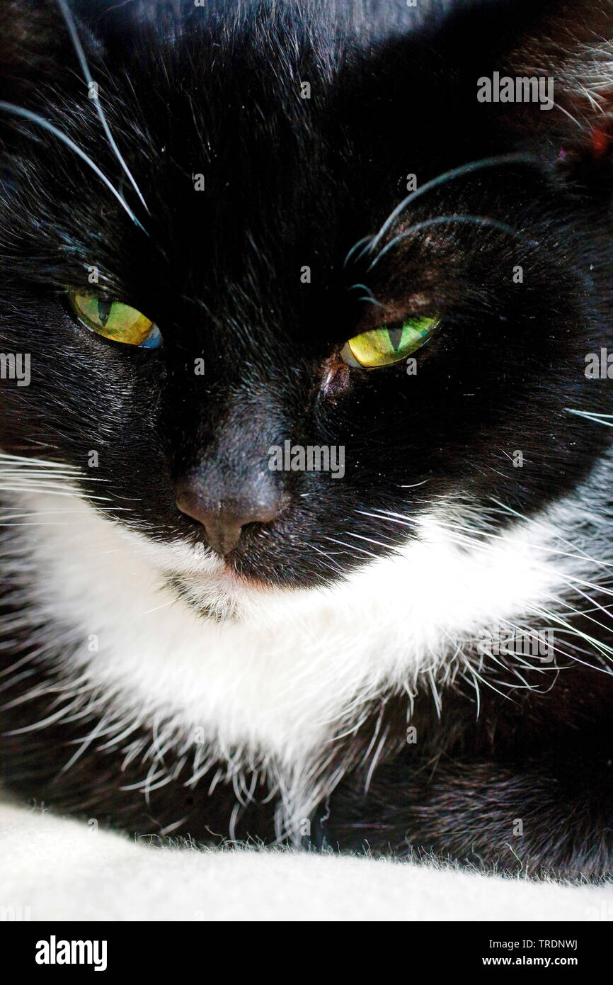 Chat domestique, le chat domestique (Felis silvestris catus). f, chat noir et blanc, portrait Banque D'Images