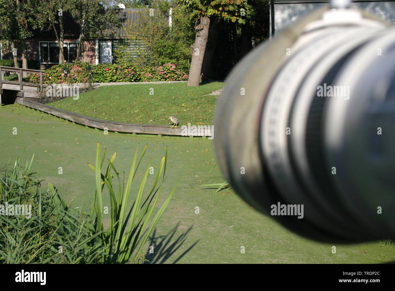 Bihoreau gris (Nycticorax nycticorax), l'appareil photo pour prendre des photos d'un héron près dans un jardin, Pays-Bas Banque D'Images