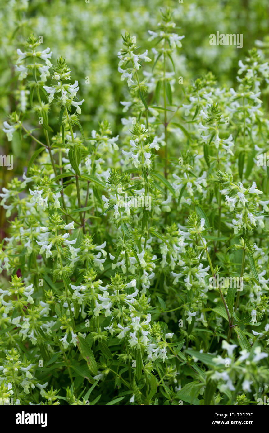 Jaune annuel-woundwort, hedgenettle betony Stachys annua (), la floraison, Allemagne Banque D'Images