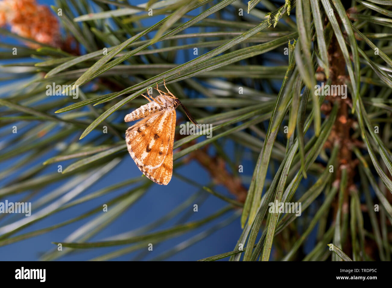 L'arpenteuse de pin spongieuse, le moth, bordé de blanc (Bupalus piniaria Bupalus piniarius,), assis à des aiguilles de pin, Allemagne Banque D'Images
