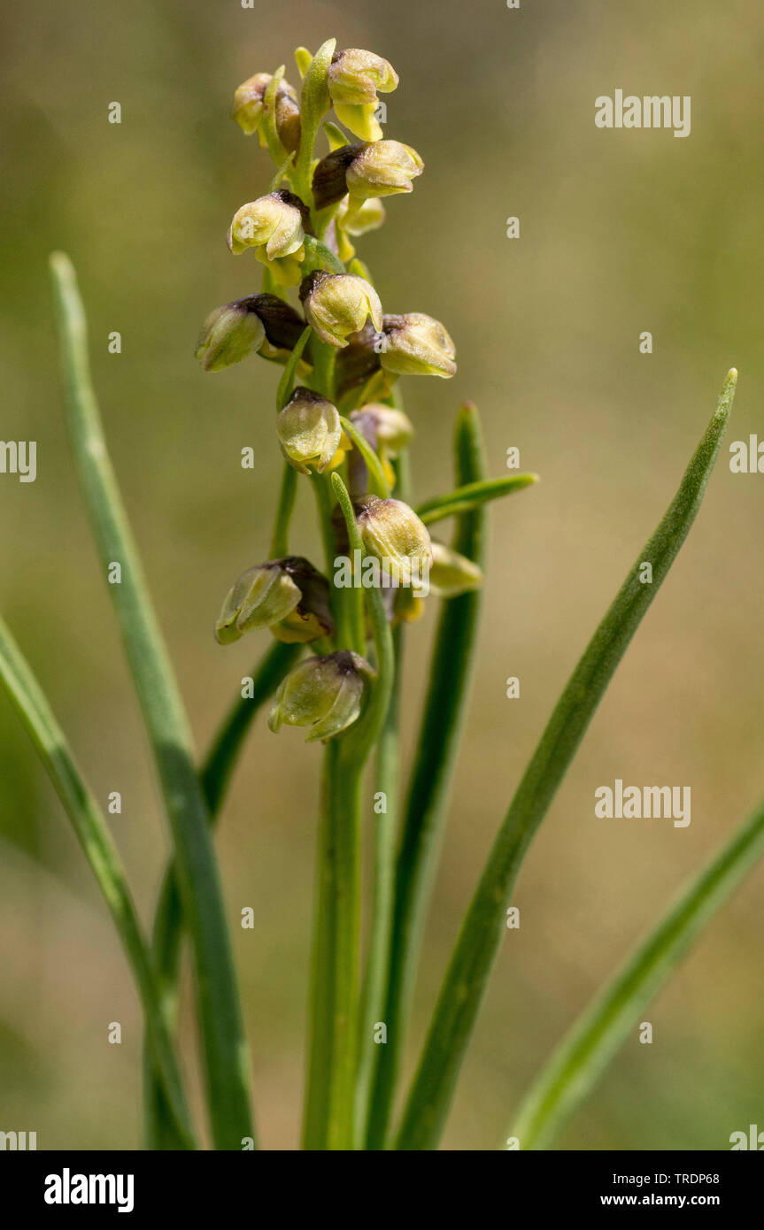 Orchidée grenouille (Coeloglossum viride), la floraison, l'Autriche, le Tyrol Banque D'Images