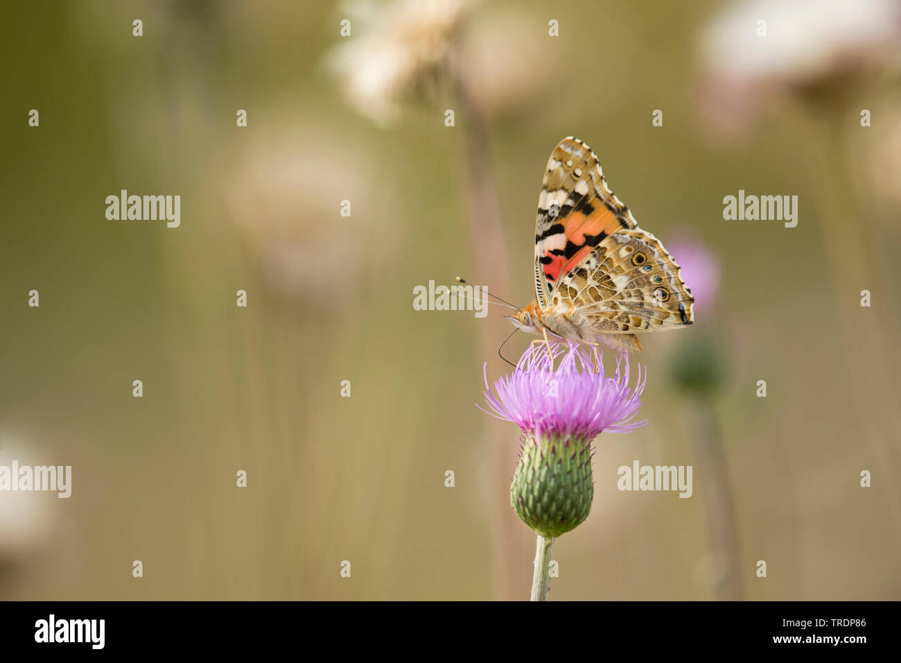 La belle dame (Cynthia cardui, Vanessa cardui, Pyrameis cardui), assis sur une fleur, Hongrie Banque D'Images