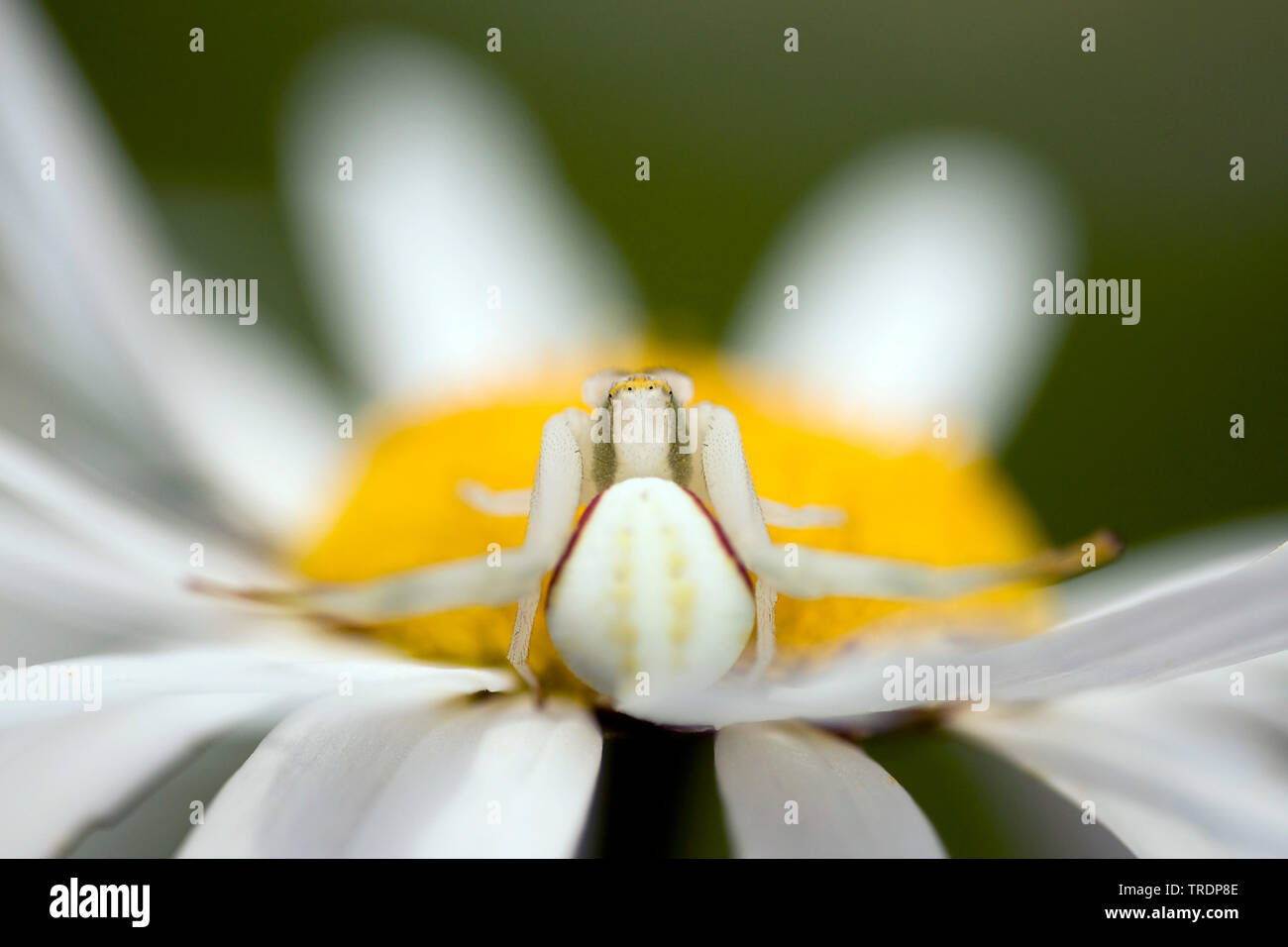 Houghton (Misumena vatia araignée crabe), le crabe araignée au centre d'une fleur blanche et jaune, Hongrie Banque D'Images