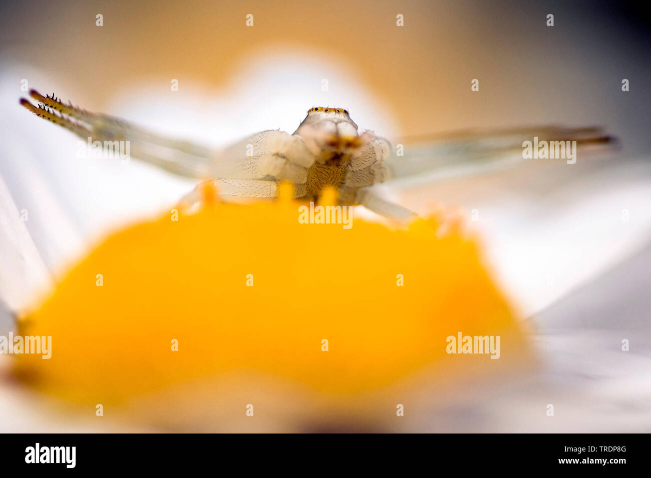 Houghton (Misumena vatia araignée crabe), le crabe araignée au centre d'une fleur blanche et jaune, Hongrie Banque D'Images