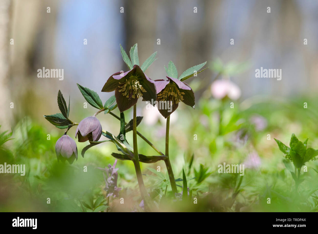 Hellebore Helleborus purpurascens (pourpre), fleurs, Hongrie Banque D'Images