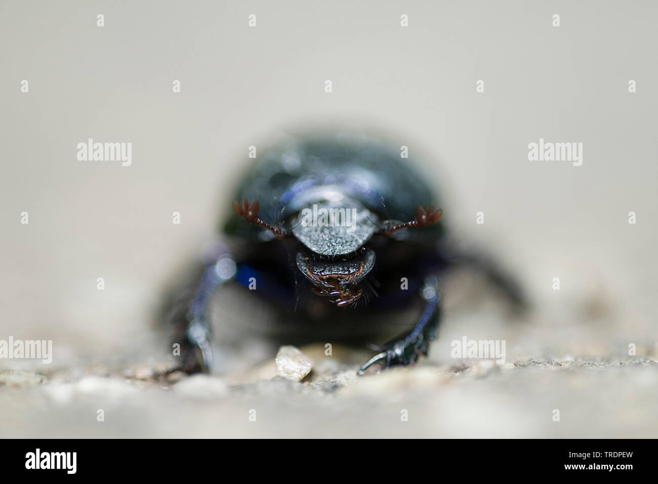 Les bousiers (Geotrupidae), gros plan de la tête d'un dun beetle, Hongrie Banque D'Images