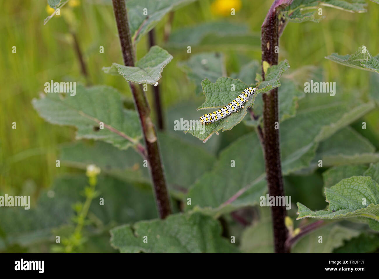 Mullein moth, Molène caterpillar (Cucullia verbasci, Shargacucullia verbasci), Caterpillar mangeant à molène, Allemagne Banque D'Images