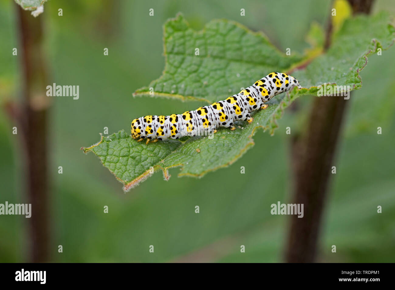 Mullein moth, Molène caterpillar (Cucullia verbasci, Shargacucullia verbasci), Caterpillar mangeant à molène, Allemagne Banque D'Images