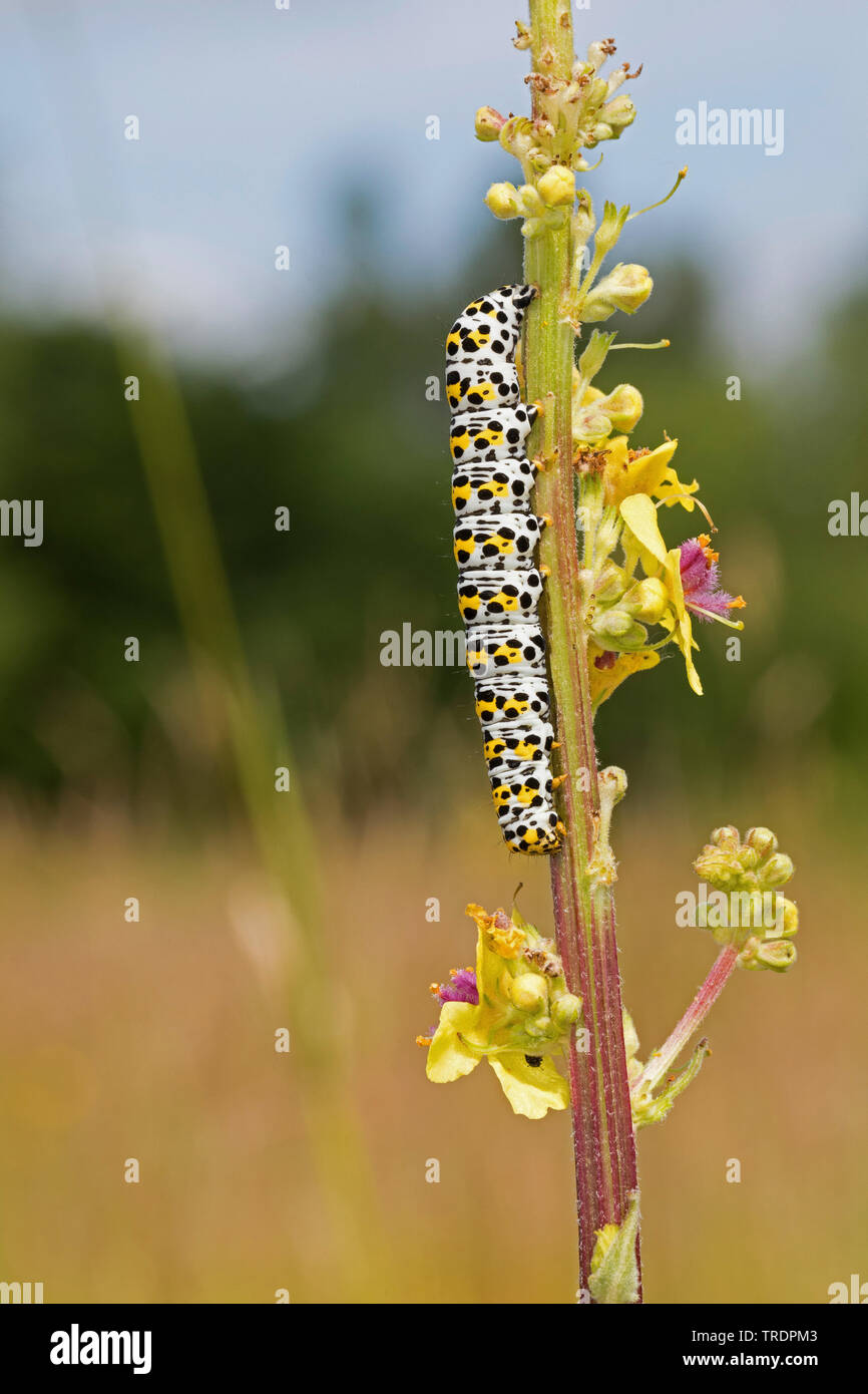 Mullein moth, Molène caterpillar (Cucullia verbasci, Shargacucullia verbasci), Caterpillar mangeant à molène, Allemagne Banque D'Images