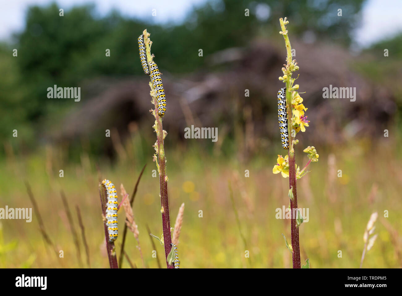 Mullein moth, Molène caterpillar (Cucullia verbasci, Shargacucullia verbasci), chenilles mangeant à mulleins, Allemagne Banque D'Images