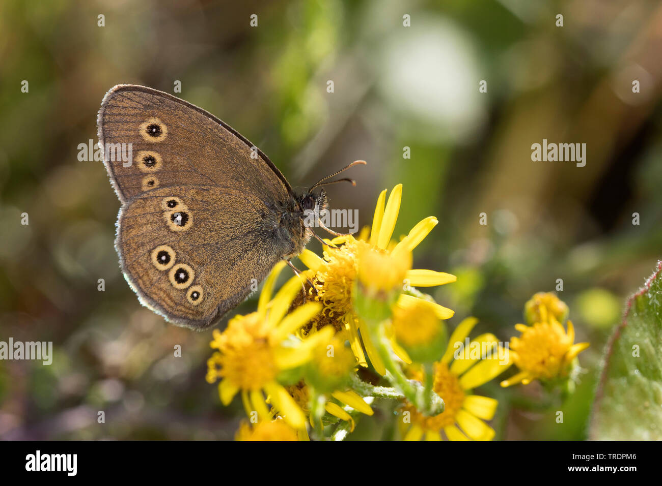 (Aphantopus hyperantus) Satyre fauve, à la recherche de nectar sur un composite, side view, Allemagne Banque D'Images