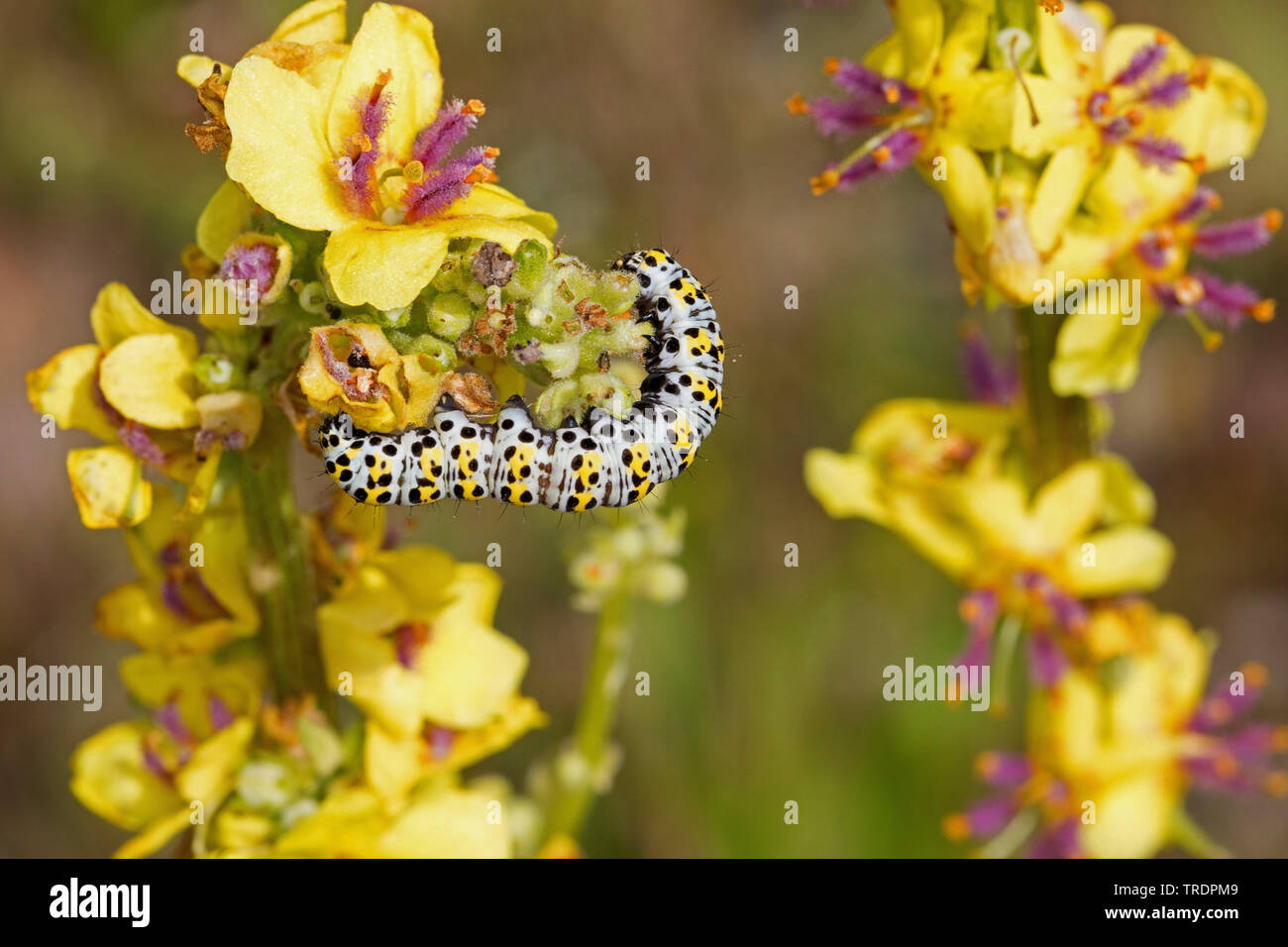 Mullein moth, Molène caterpillar (Cucullia verbasci, Shargacucullia verbasci), Caterpillar mangeant à molène, Allemagne Banque D'Images