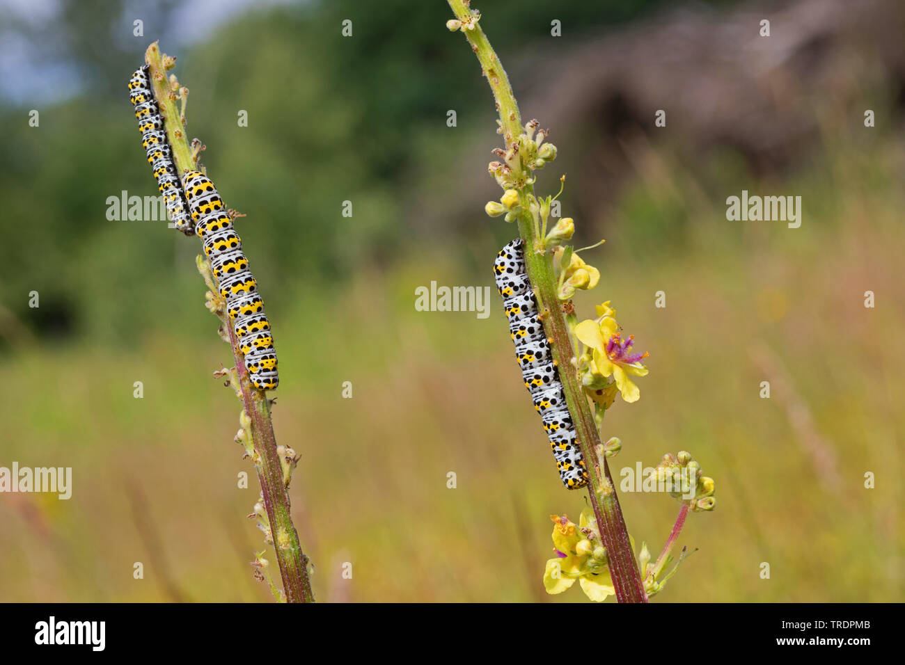 Mullein moth, Molène caterpillar (Cucullia verbasci, Shargacucullia verbasci), chenilles mangeant à mulleins, Allemagne Banque D'Images