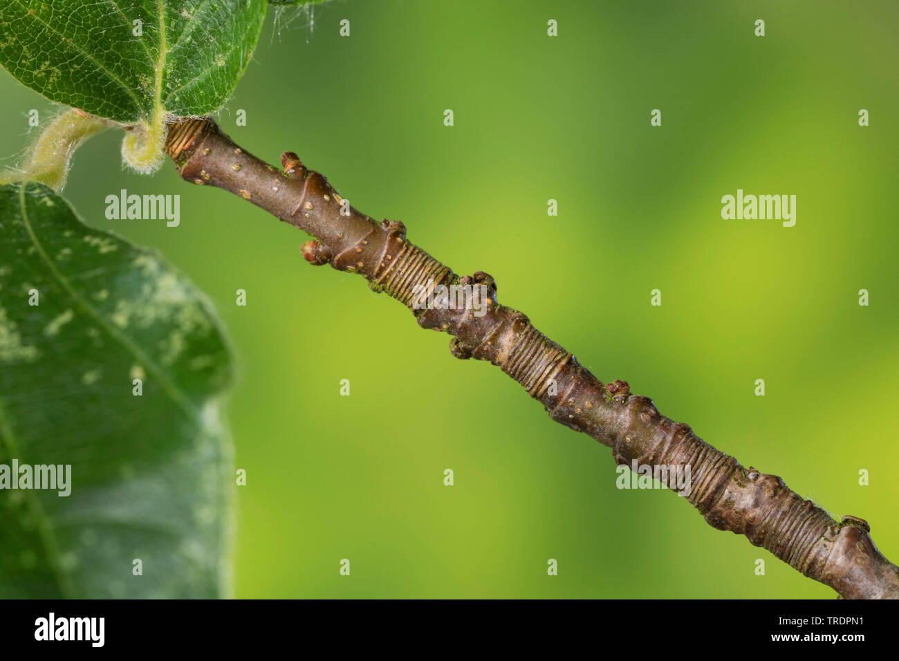 Le hêtre commun (Fagus sylvatica), détermination de l'âge d'une branche avec des anneaux, Allemagne Banque D'Images