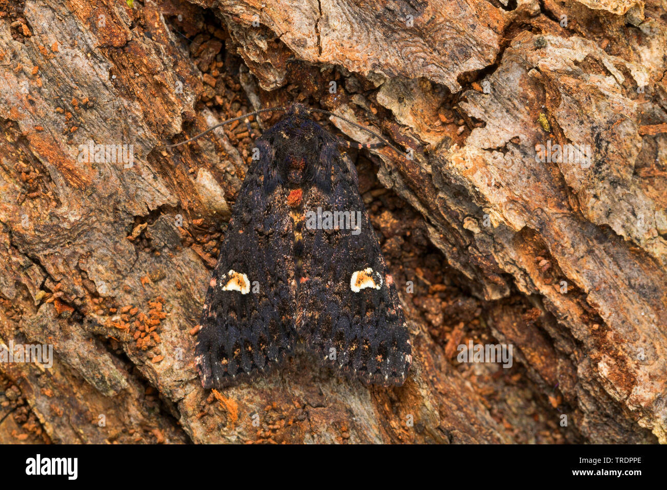 Dot (Melanchra persicariae persicariae, Polia, Mamestra persicariae), assis à l'écorce, Allemagne Banque D'Images