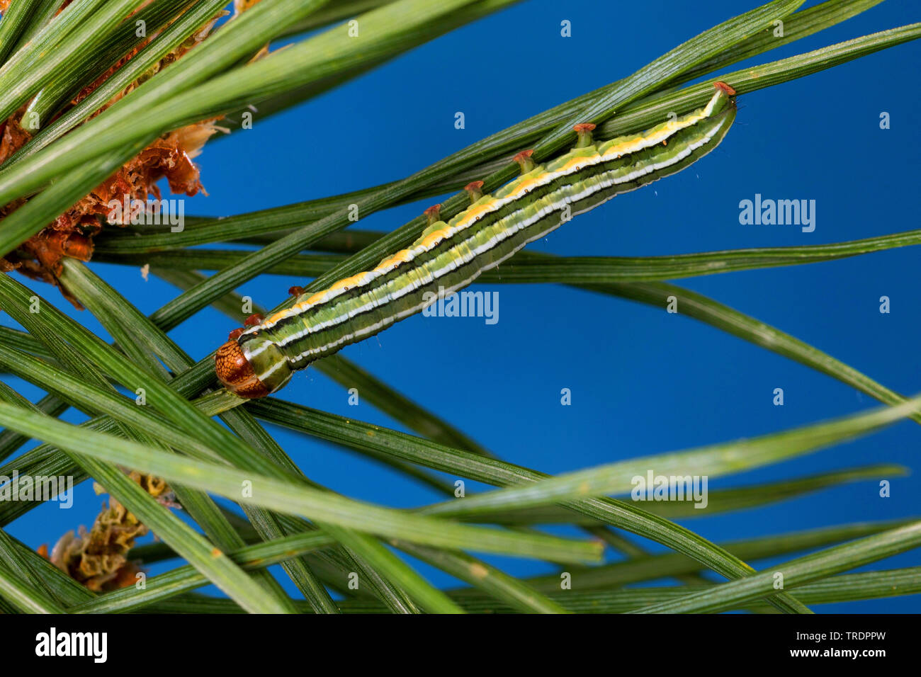 Beau pin, pin (Panolis flammea beauté, pipiperda griseovariegata Panolis, Panolis), Caterpillar sur une aiguille de pin, Allemagne Banque D'Images