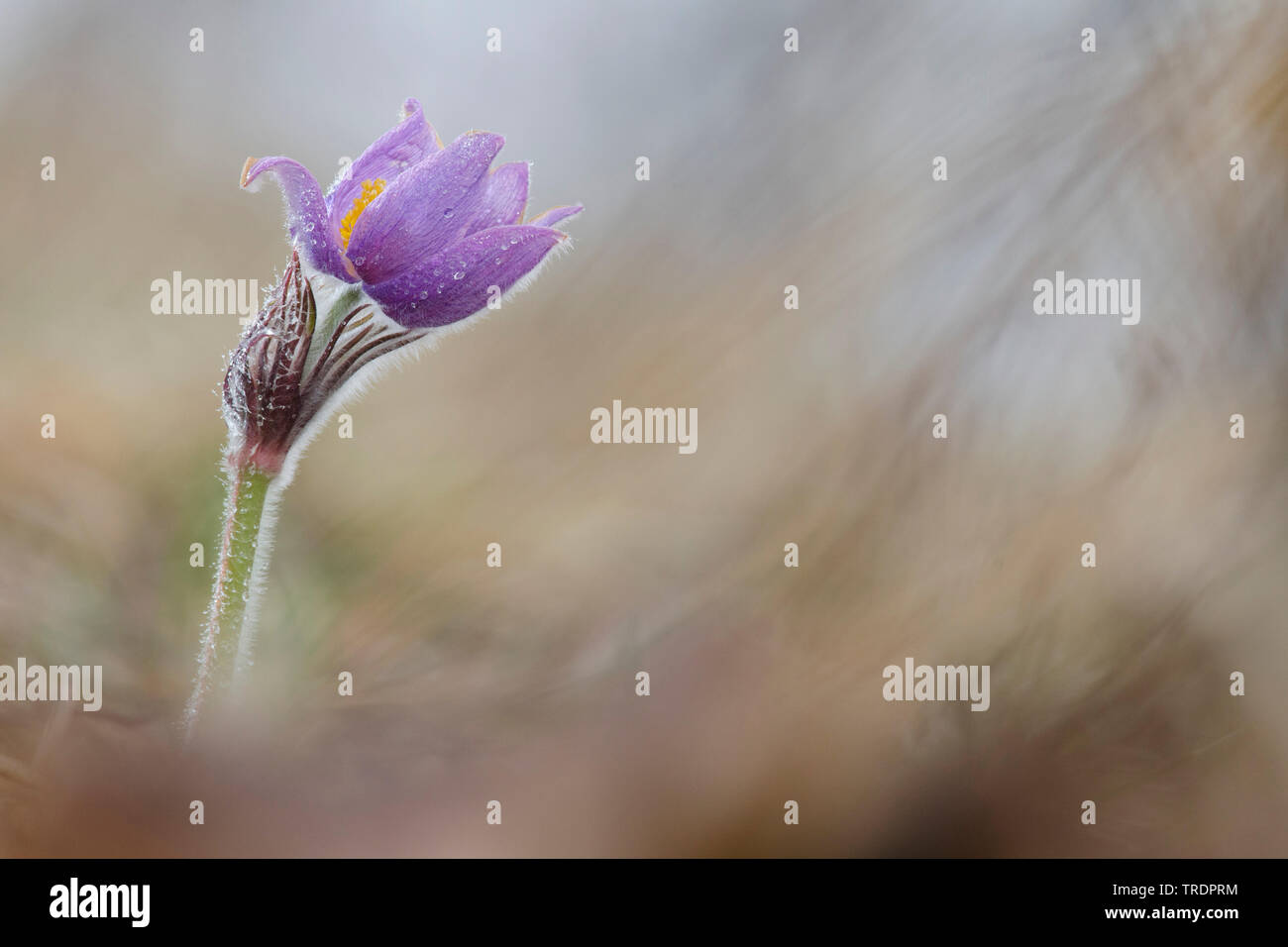 Anémone pulsatille (Pulsatilla vulgaris), la floraison dans un pré avec la rosée du matin, Hongrie Banque D'Images