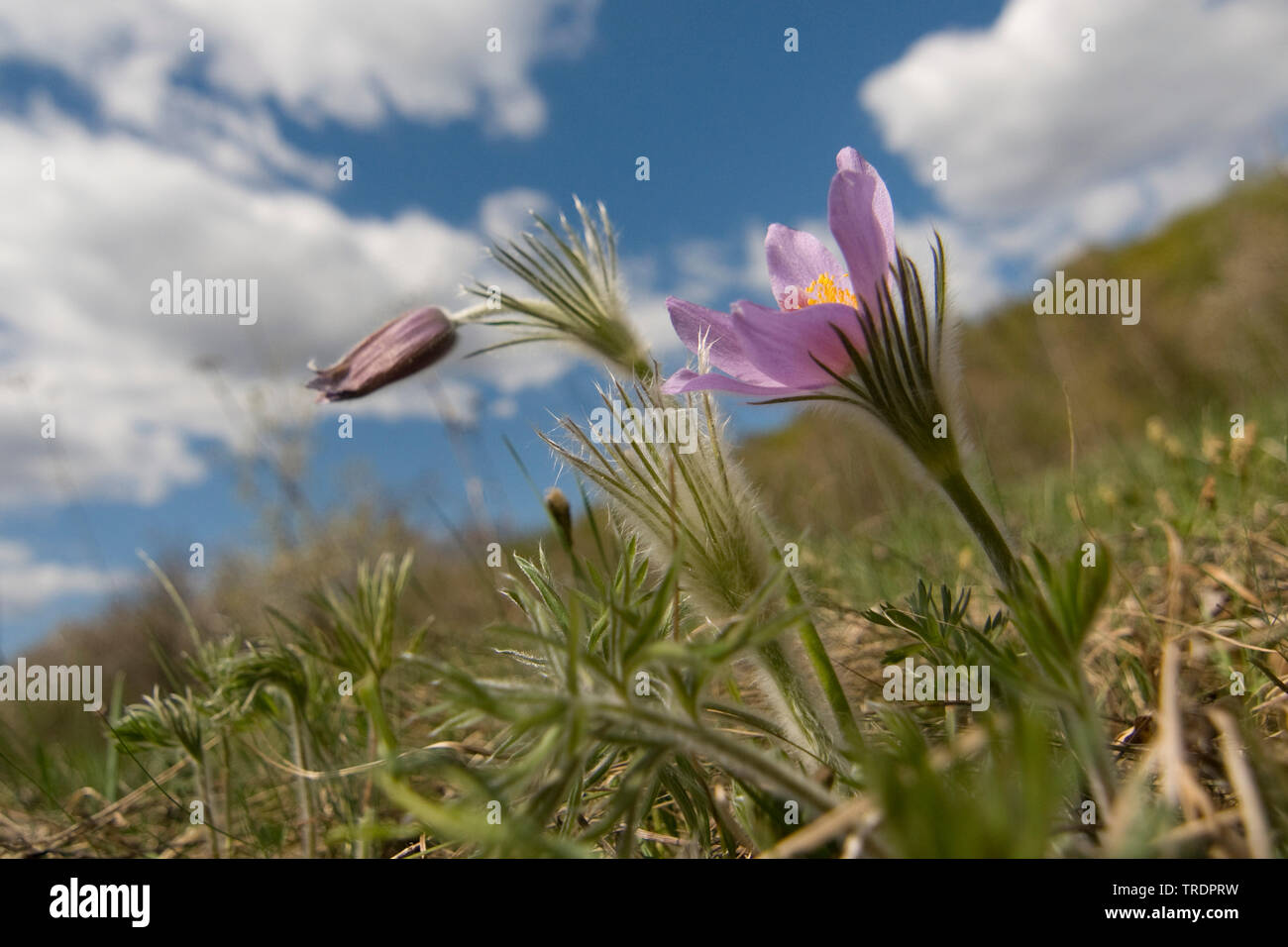 Anémone pulsatille (Pulsatilla vulgaris), la floraison dans un pré, Hongrie Banque D'Images