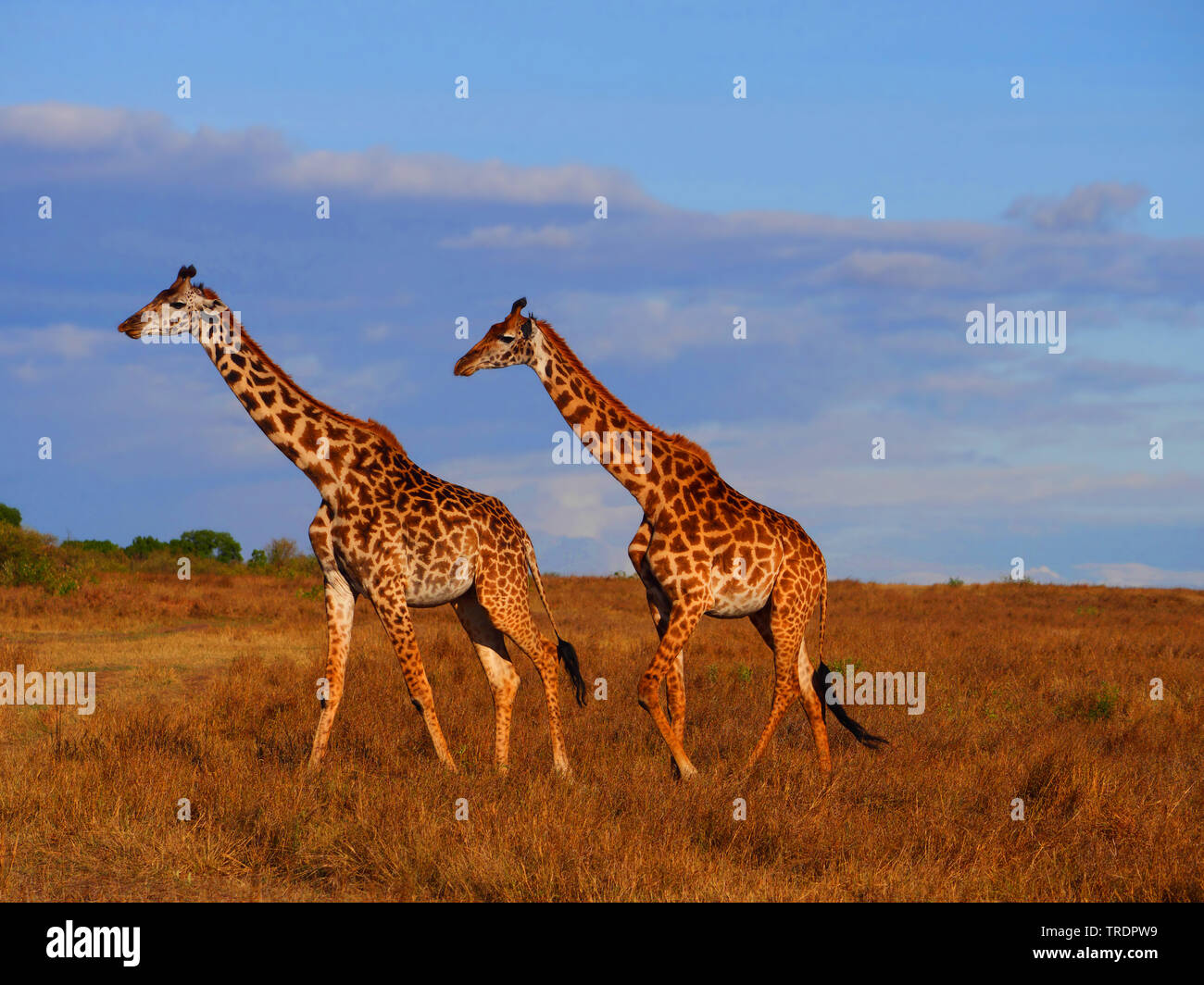 Les Masais Girafe (Giraffa camelopardalis tippelskirchi), deux girafes masai harcèlement criminel dans la savane, Kenya, Masai Mara National Park Banque D'Images