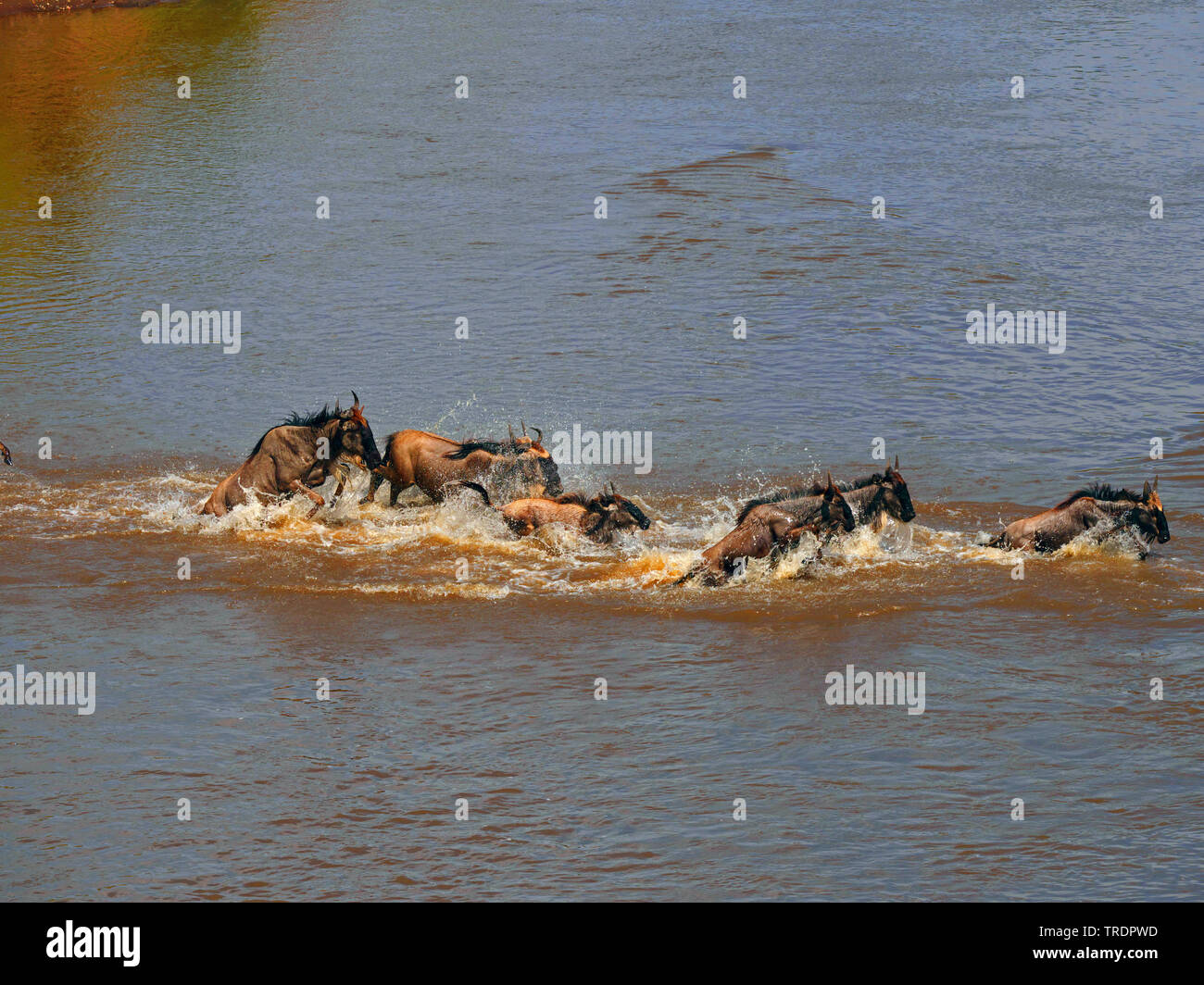 Le Gnou (Connochaetes taurinus barbu) albojubatus, troupeau de gnous traversant une rivière, vue latérale, Kenya, Masai Mara National Park Banque D'Images