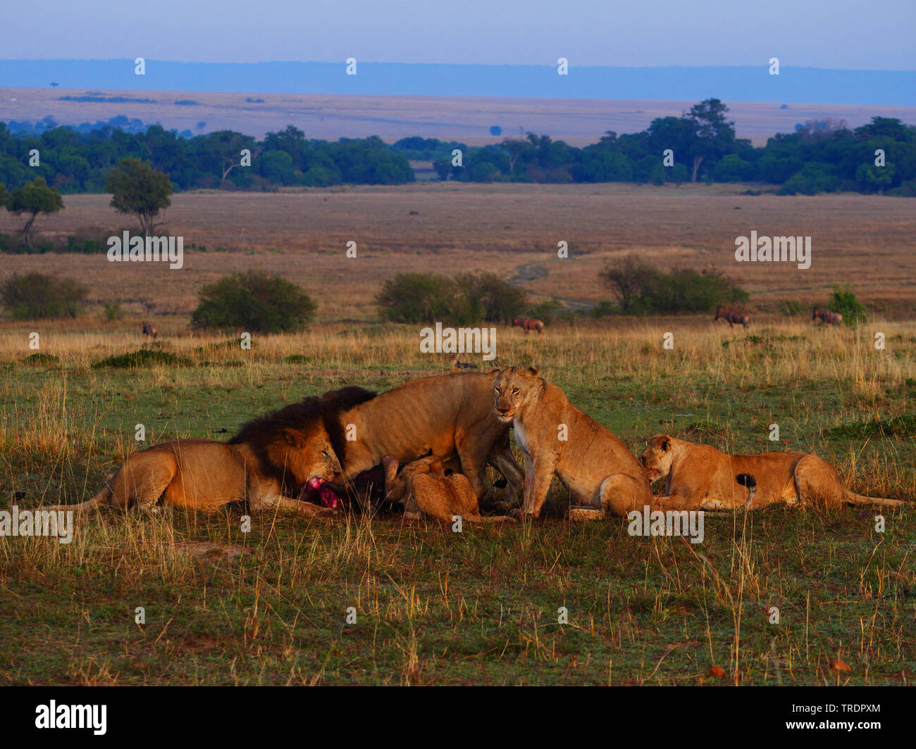 Lion (Panthera leo), le repos groupe de lions dans la savane, Kenya, Masai Mara National Park Banque D'Images