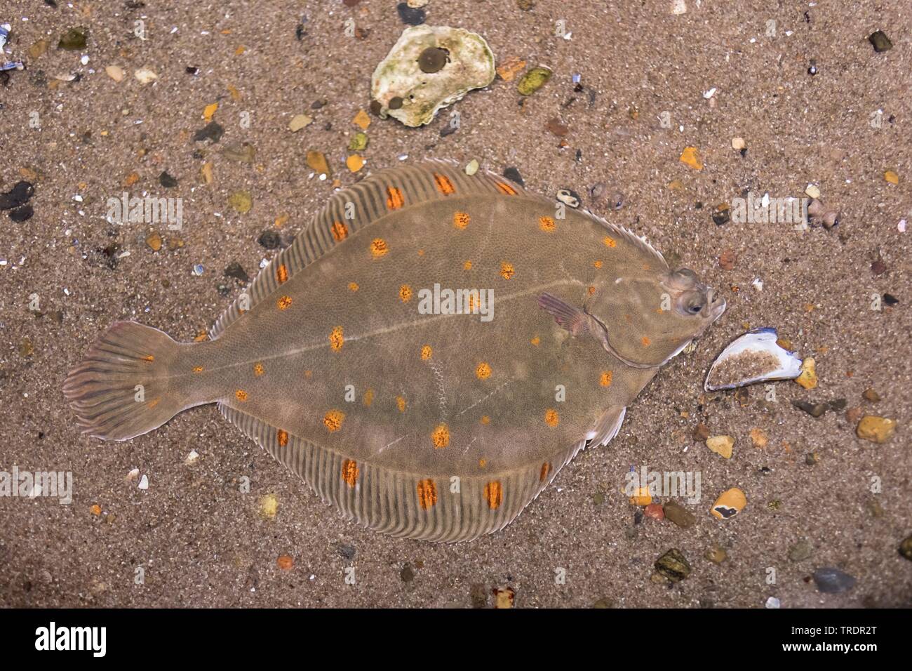 La plie, plie (Pleuronectes platessa), bien camouflée dans le sol Banque D'Images