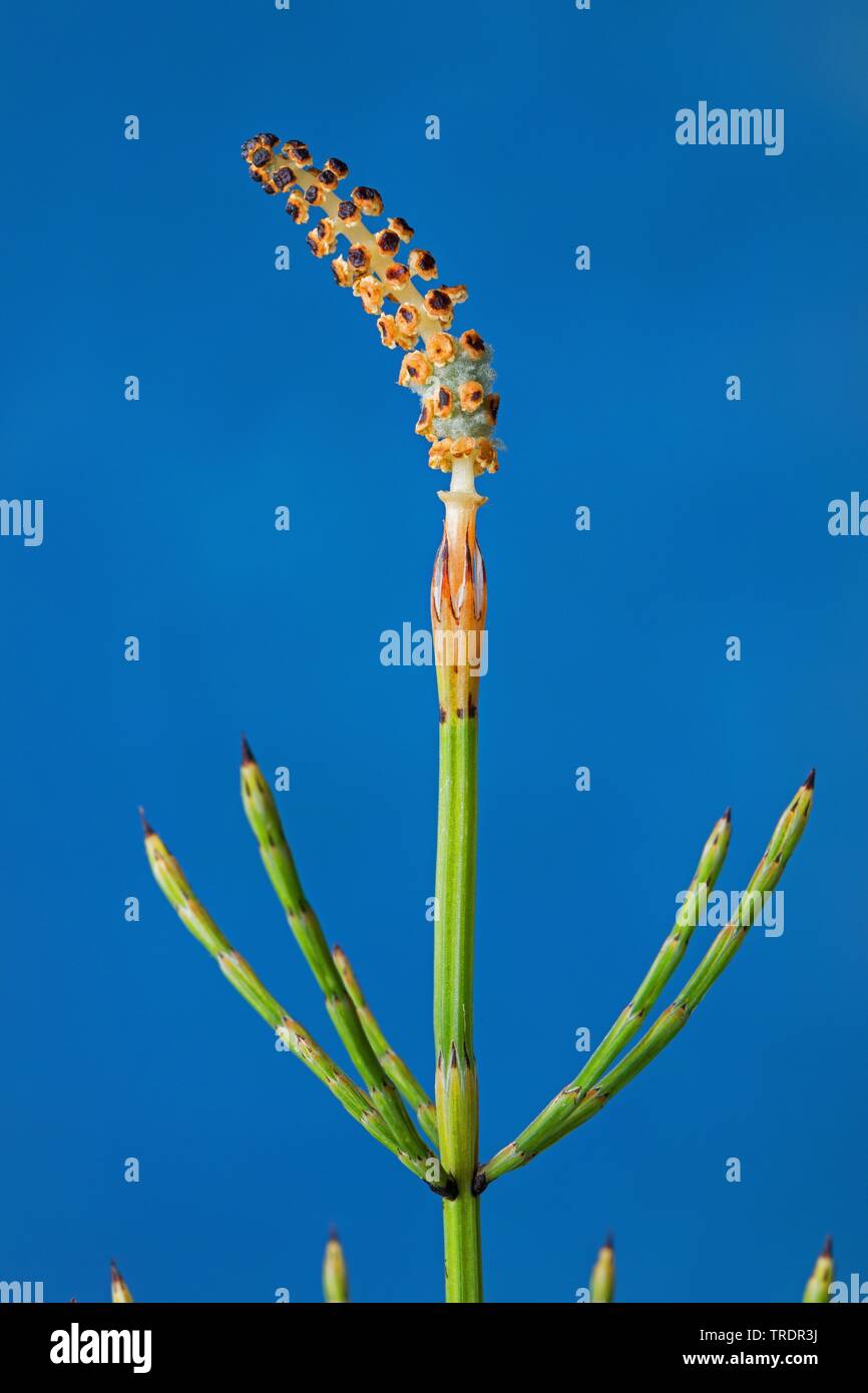 plante-avec-sporophylles-banque-de-photographies-et-d-images-haute