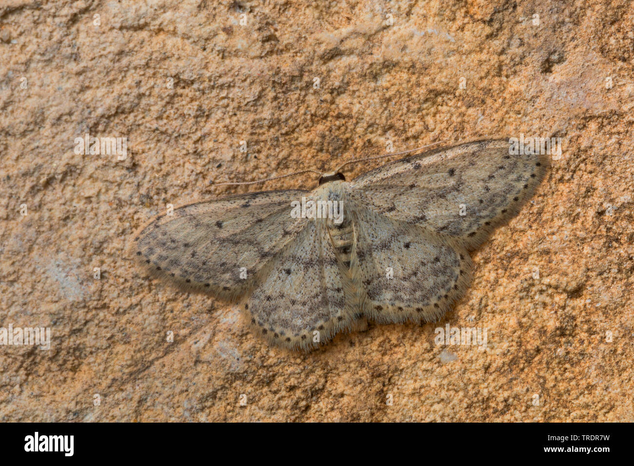 Petite vague poussiéreux (Idaea seriata), sur une pierre, vue de dessus, Allemagne Banque D'Images